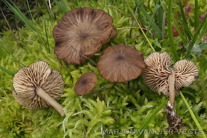 Veenmosstaalsteeltje - Entoloma sphagnorum